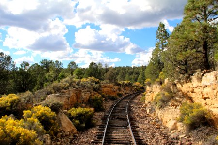  canyon village, United states, Forest