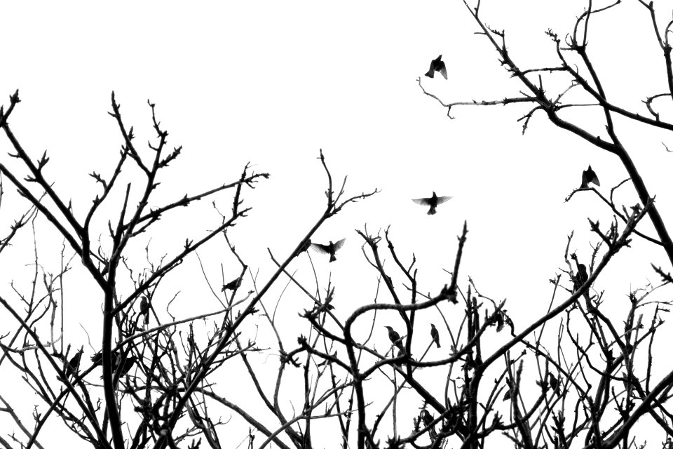 Minimalist, Minimal, Birds
