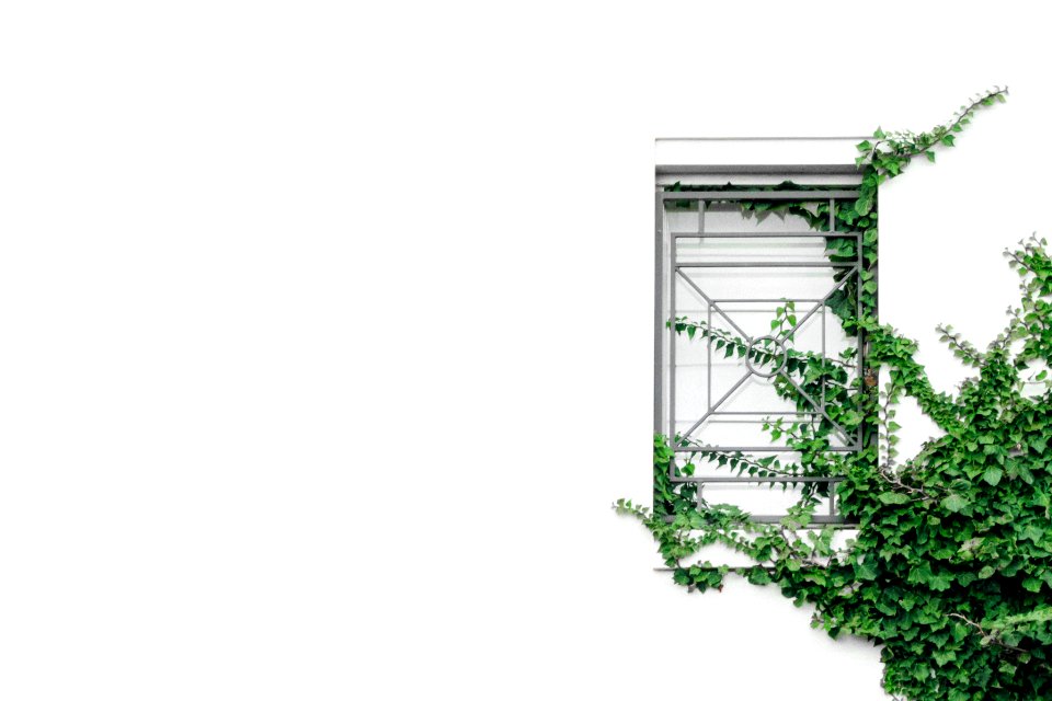 closed window near tree