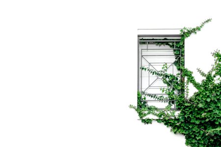 closed window near tree
