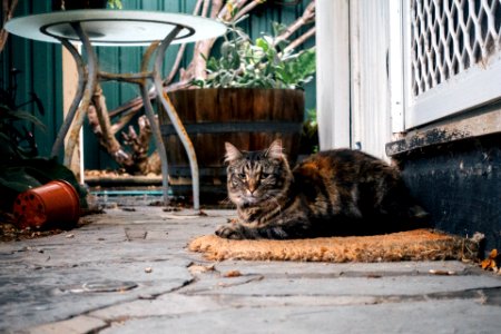 Animal, Cute, Pets