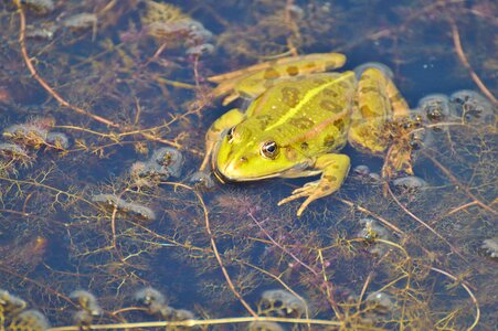 Water aquatic animal water frog photo