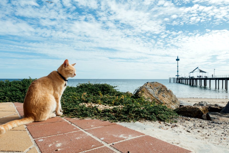 Brighton jetty, Brighton, Australia