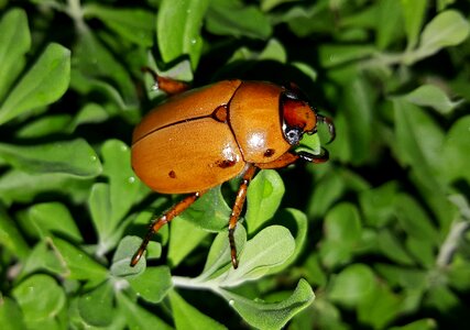 Spotted pelidnota bug insect