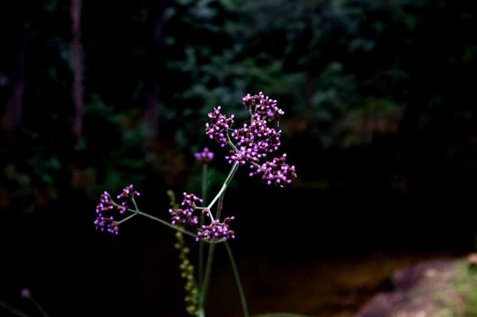 Flowers, Bokeh, High res