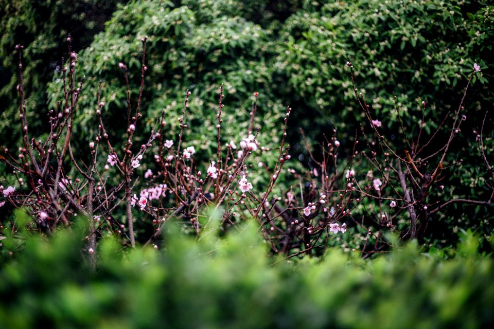 Photography, Nature, Flowers