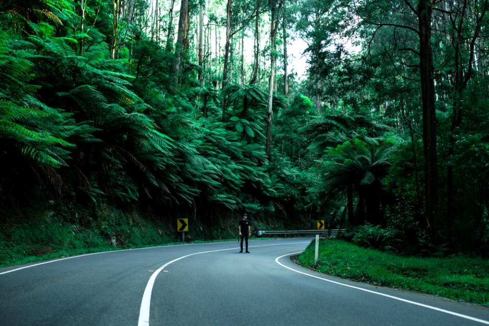 Road, Black spur road, Caringal