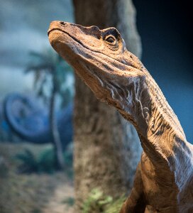 Head reptile urtier