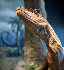 Head reptile urtier photo