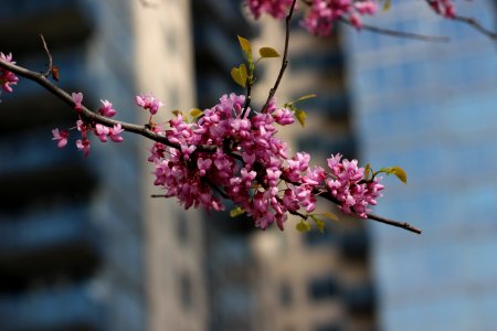 North 6th street, United states, Spring