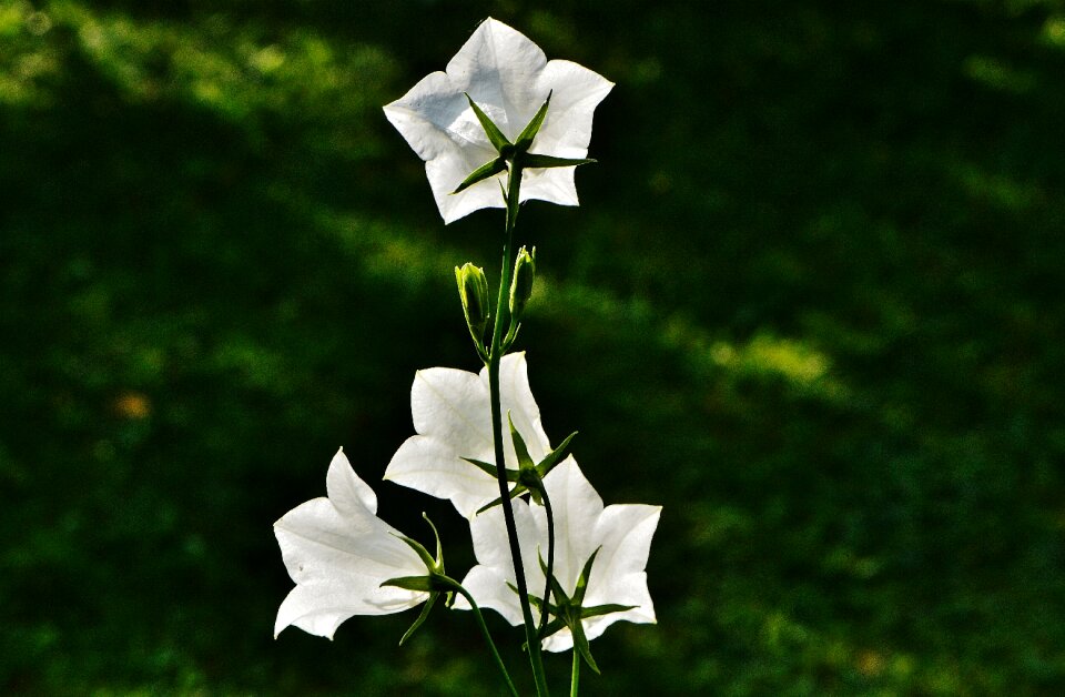 Blossom bloom plant