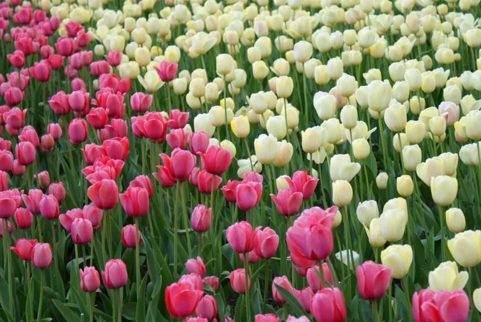 Field pink and white flora