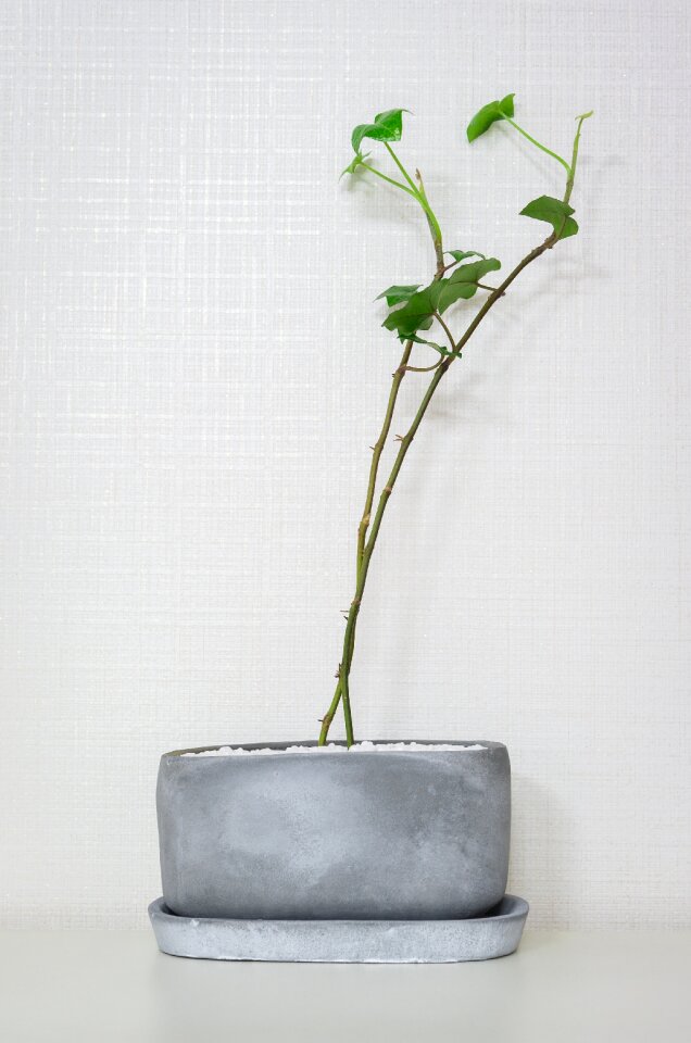 Plants green nature
