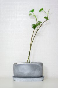 Plants green nature