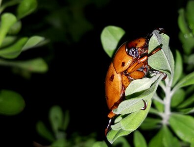 Spotted pelidnota bug insect
