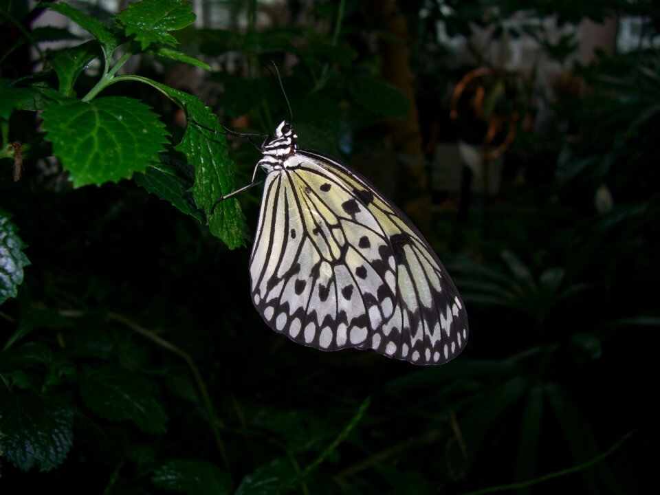 Summer outdoors black butterfly