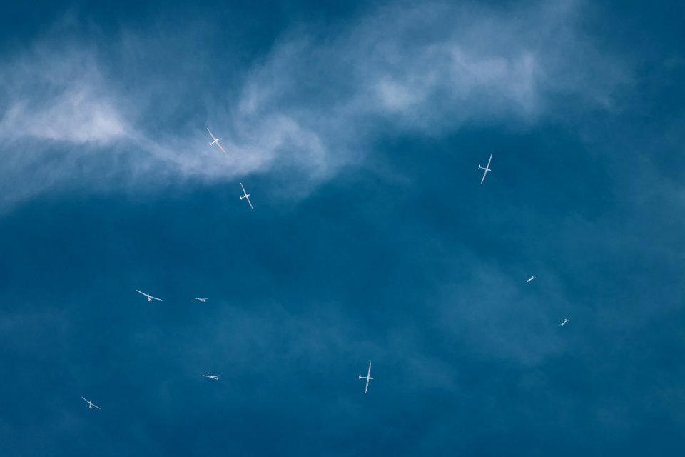 birds flying around sky