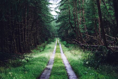 Flora foliage forest photo