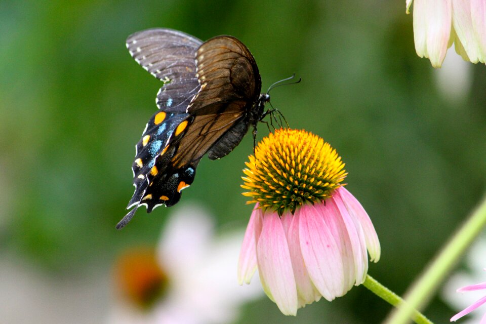 Wing colorful summer