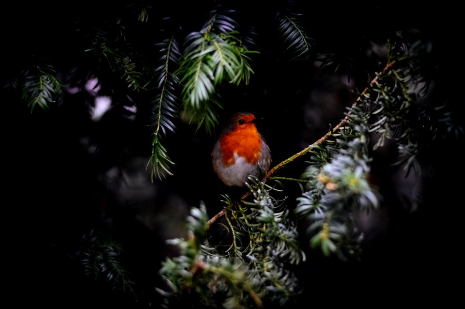 orange bird on tree branch