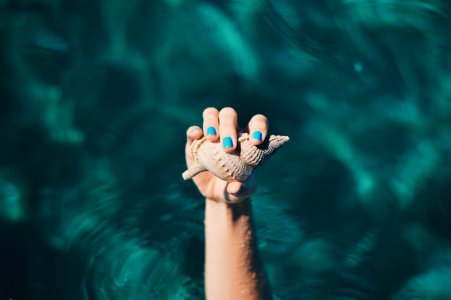 person holding shell photo