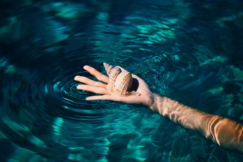 brown conch shell on right human palm