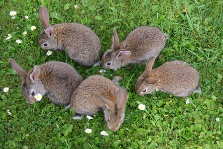 Grass fur rabbits eating grass photo