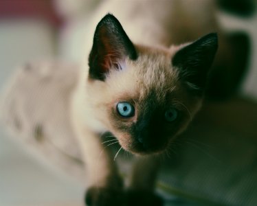 shallow focus photography of Siamese cat photo