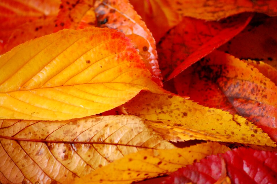 Bures automne couleurs