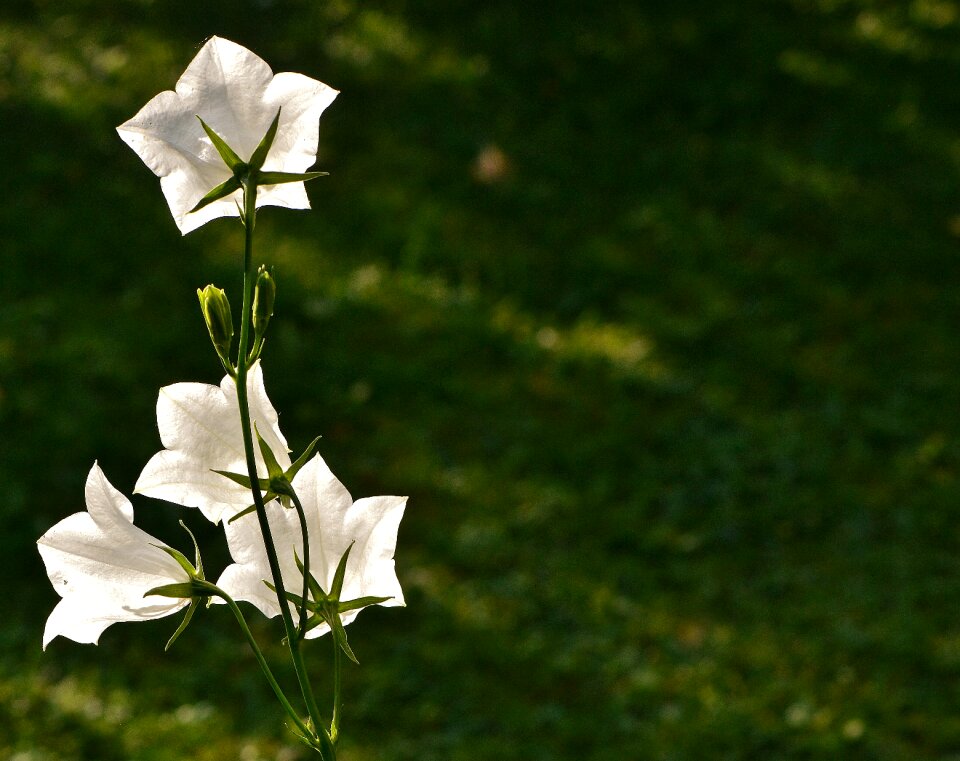 Blossom bloom plant