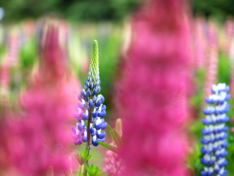 In the early summer nature flower bed
