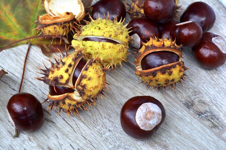 Autumn horse chestnut nature photo