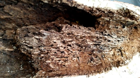 Damaged wood, Weathered wood, Wood