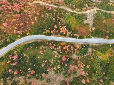 aerial photography of road between forest photo