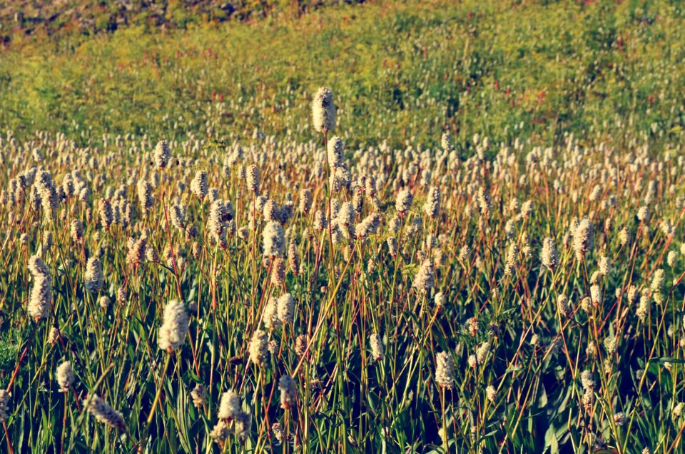 Mount timpanogos, United states, Field