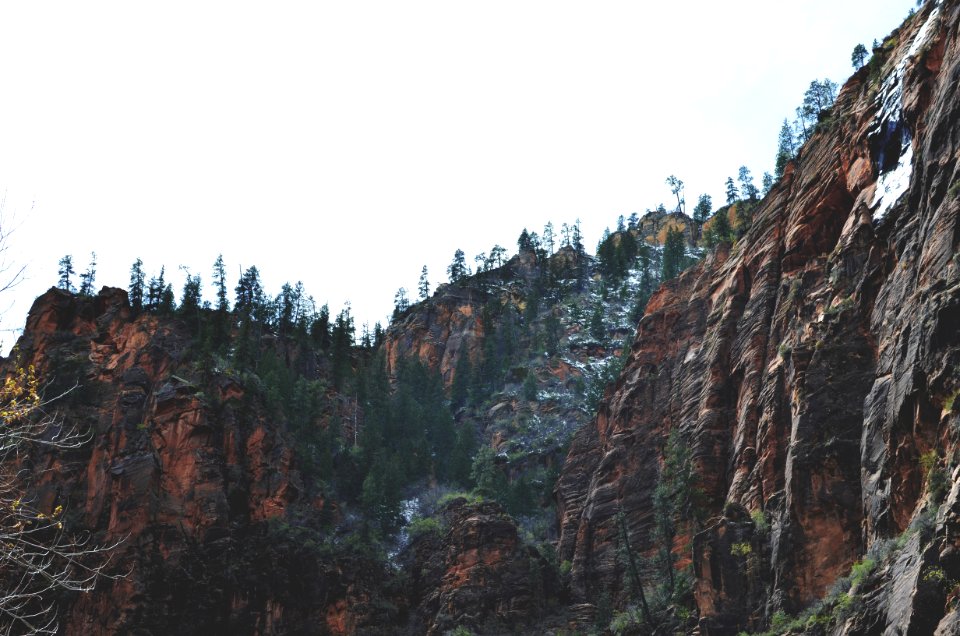 Zion national park, United states, Forest
