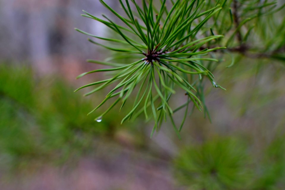 Water drop, Green, Pine needles