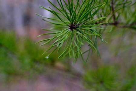 Water drop, Green, Pine needles photo