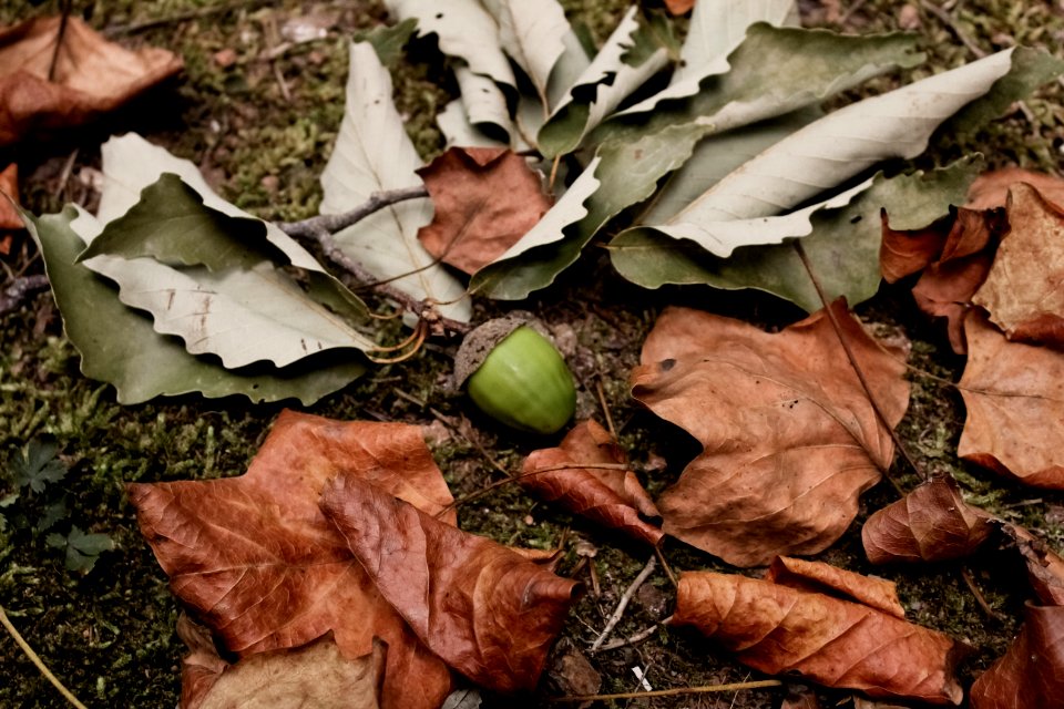 Brown, Green, Autumn
