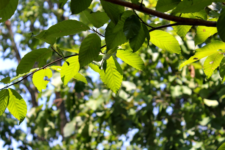 Branch, Green, Leaves