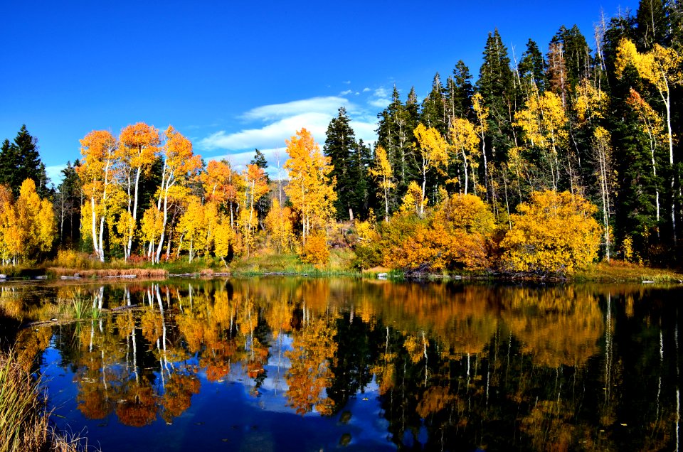 Mantila sal national forest, United states, Trees