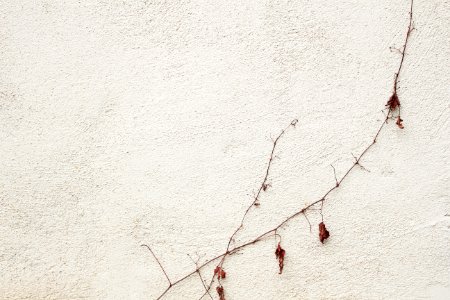 Brown, White, Leaves