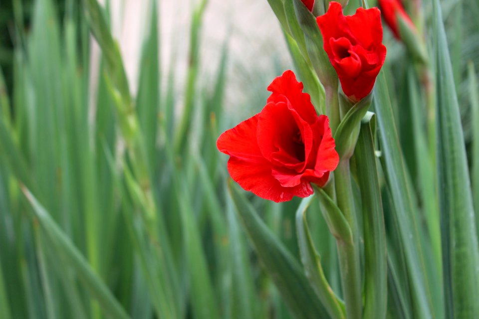 Red, Gladiola, Flower