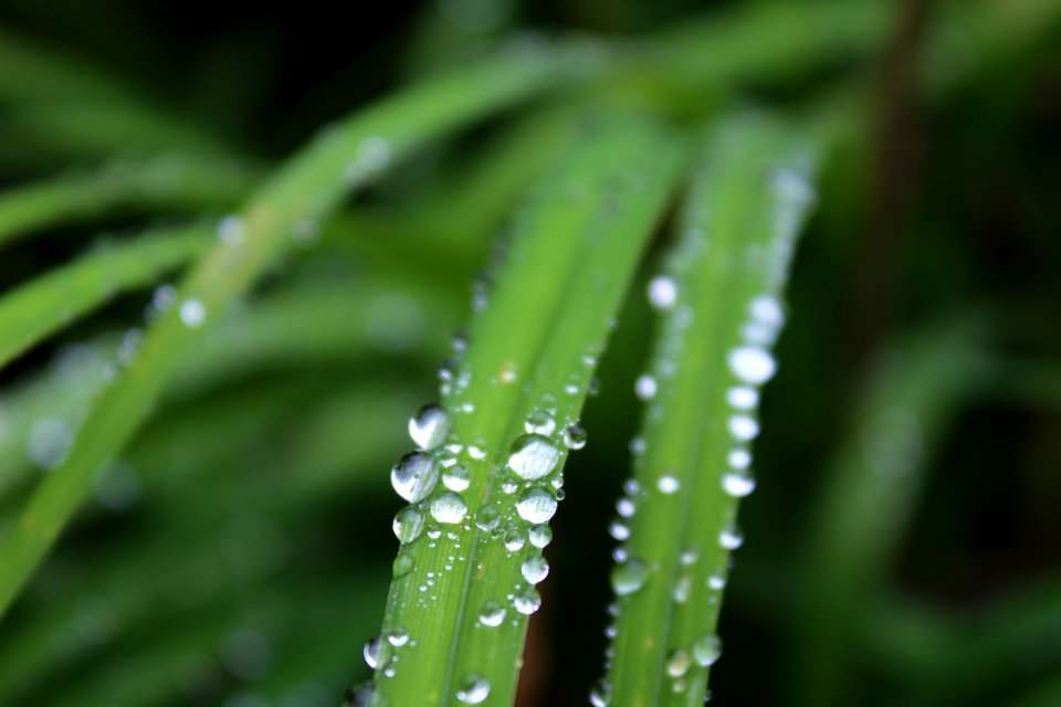 Green, Raindrop, Plant
