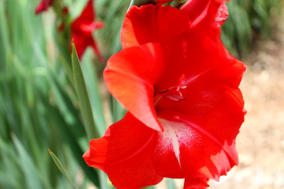 Gladiola, Plant, Flower