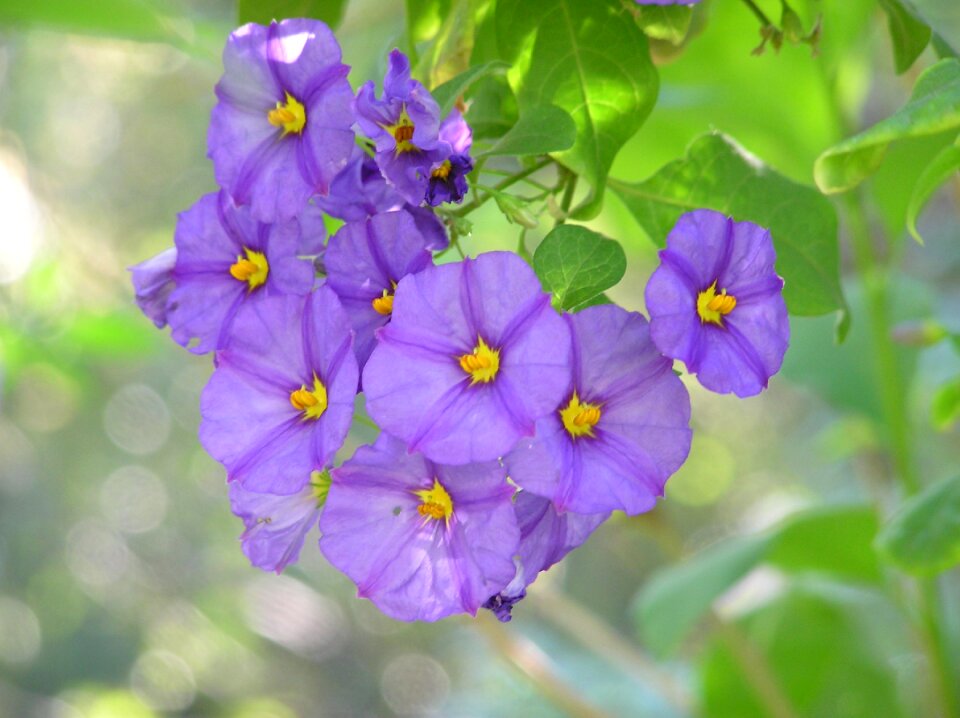 Mauve garden nature