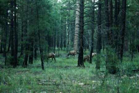 Canyon national park, United states, Forest