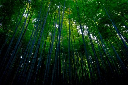 Kyoto prefecture, Japan, Bamboo forest photo
