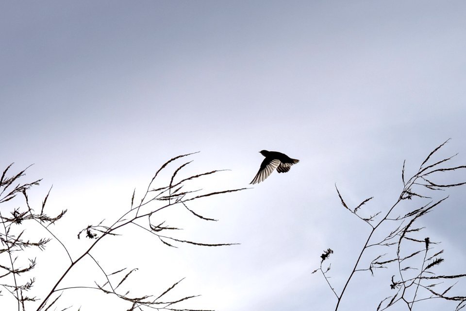 Swallow, Bird, Flight