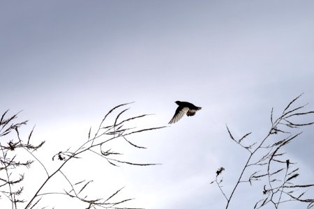 Swallow, Bird, Flight photo